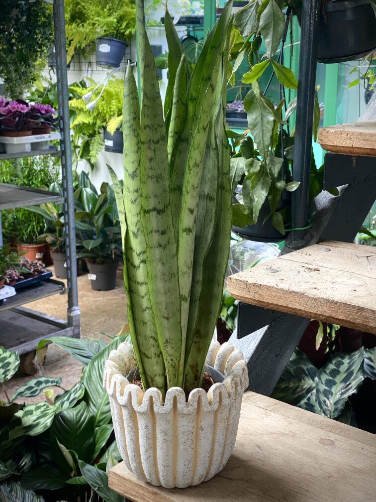Zdjęcie rosliny doniczkowej Sansevieria trifasciata Spearmint, ujęcie 1