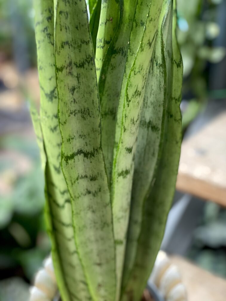 Zdjęcie rosliny doniczkowej Sansevieria trifasciata Spearmint, ujęcie 2