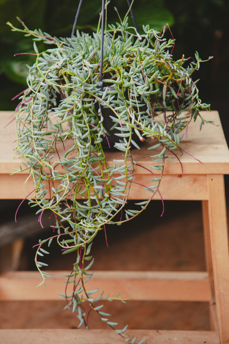 senecio-halianus_14x20-1_1716025140.jpg Zdjęcie rosliny doniczkowej Senecio halianus, ujęcie 1