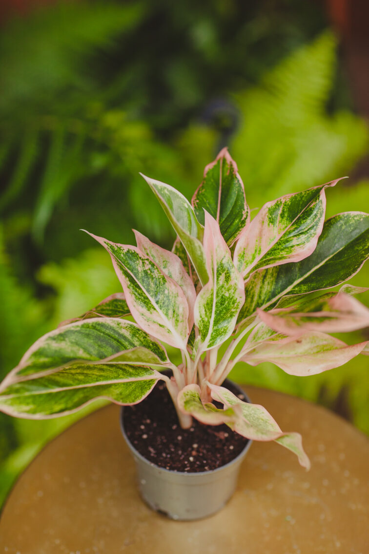 aglaonema-lipstick-pink_12x25-1_1718982504.jpg Zdjęcie rosliny doniczkowej Aglaonema Lipstick pink, ujęcie 1