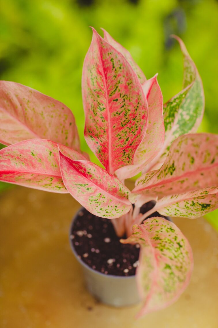 aglaonema-prosperity_12x25-1_1718379847.jpg Zdjęcie rosliny doniczkowej Aglaonema Prosperity, ujęcie 1