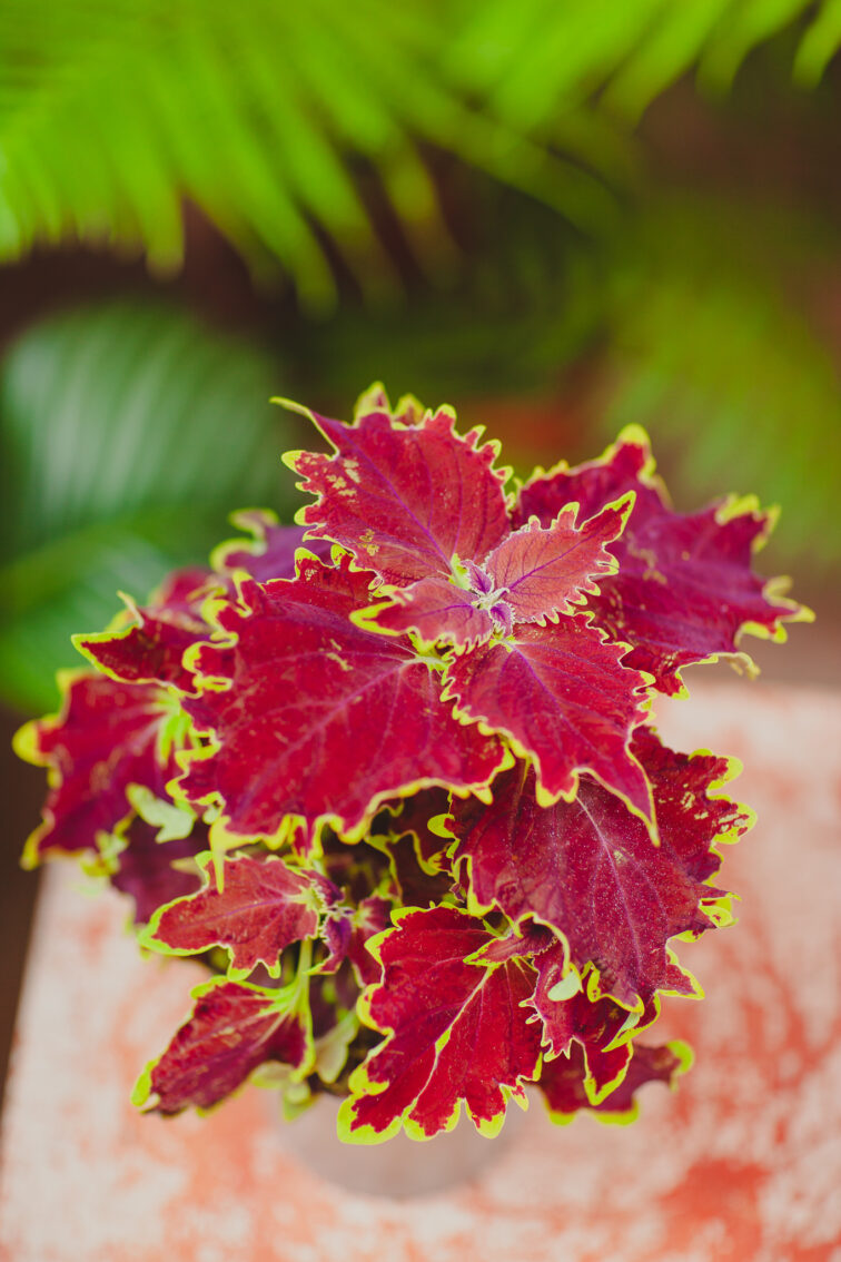 coleus-crown-jewel_12x30-1_1717767411.jpg Zdjęcie rosliny doniczkowej Coleus Crown Jewel, ujęcie 1