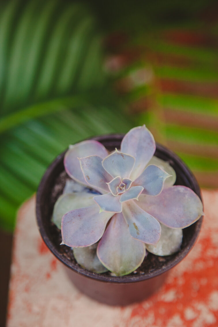 echeveria-perle-von-nurnberg_9x10-1_1717769271.jpg Zdjęcie rosliny doniczkowej Echeveria Perle von Nurnberg, ujęcie 1