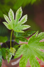 Zdjęcie rosliny doniczkowej Fatsia variegata Spiderweb, ujęcie 2