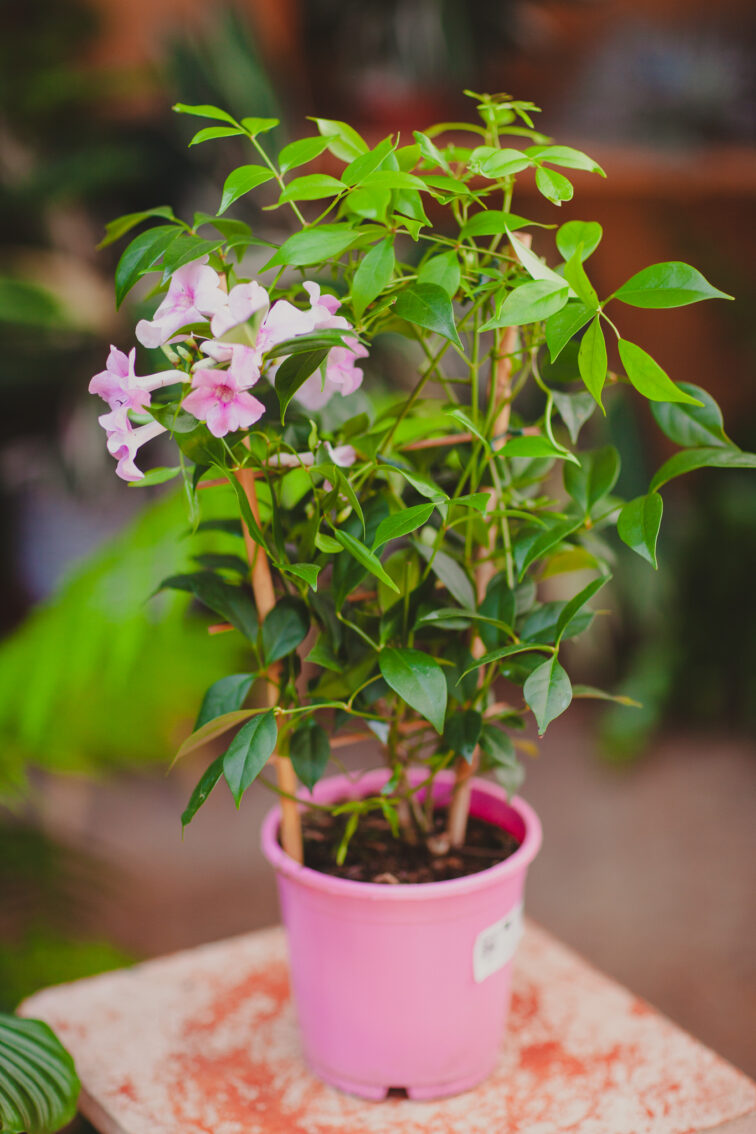 pandorea-jas.-trellis_15x50-1_1717767930.jpg Zdjęcie rosliny doniczkowej Pandorea jasminoides, ujęcie 1