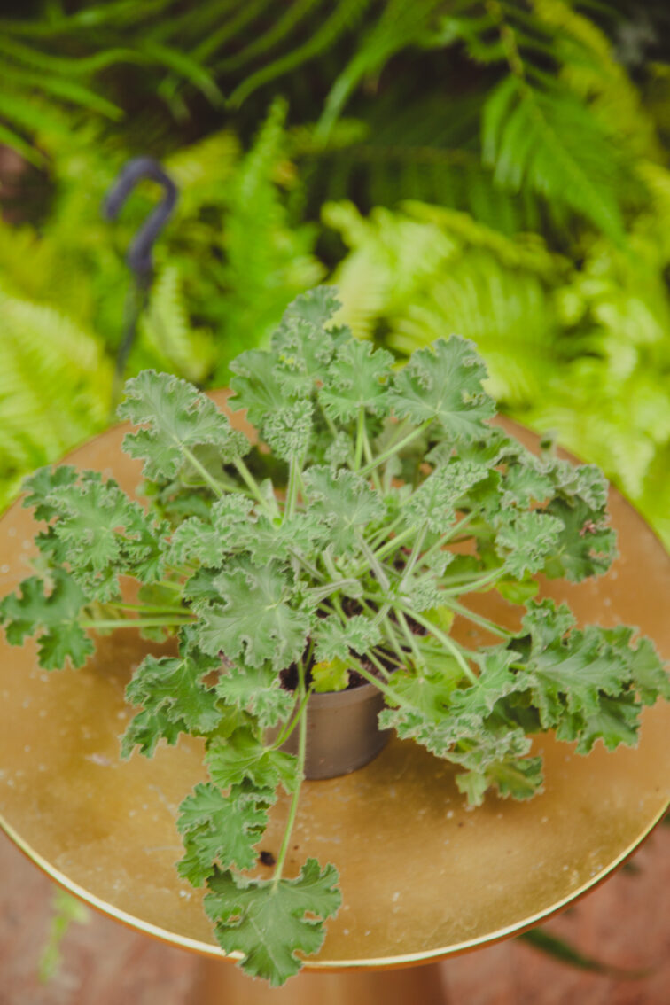 pelargonium-graveolens_12x25-1_1718982882.jpg Zdjęcie rosliny doniczkowej Pelargonium graveolens, ujęcie 1
