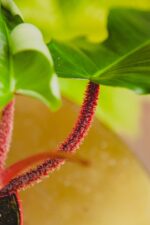 Zdjęcie rosliny doniczkowej Philodendron Squamiferum, ujęcie 1