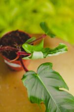 Zdjęcie rosliny doniczkowej Philodendron Squamiferum, ujęcie 2