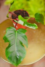 Zdjęcie rosliny doniczkowej Philodendron Squamiferum, ujęcie 3