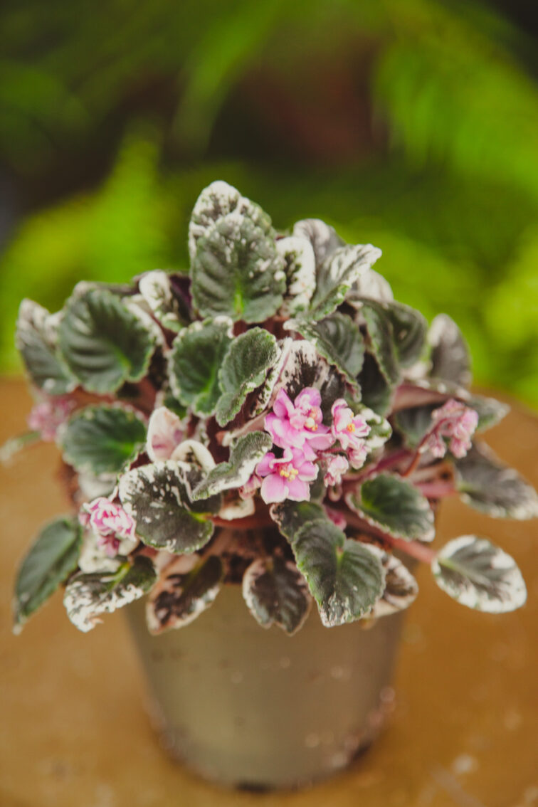 saintpaulia-joy-s-pink-halo_12x18-1_1718982929.jpg Zdjęcie rosliny doniczkowej Saintpaulia Joy's pink halo ( variegated), ujęcie 1