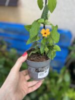 Zdjęcie rosliny doniczkowej Thunbergia alata Orange Energy Black Eye, ujęcie 1