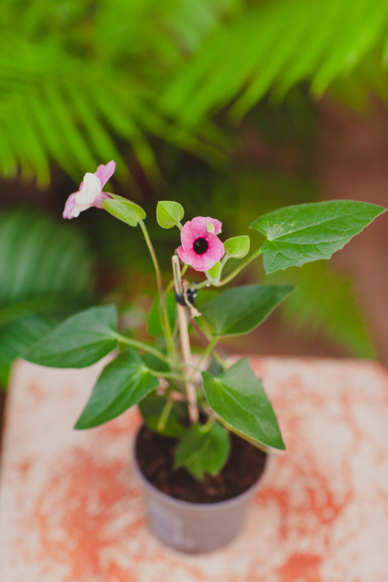 thunbergia-alata-pink_10x30-1_1717768266.jpg Zdjęcie rosliny doniczkowej Thunbergia alata Pink, ujęcie 1