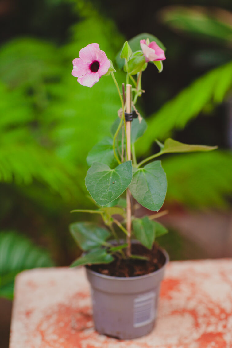 Zdjęcie rosliny doniczkowej Thunbergia alata Pink, ujęcie 2