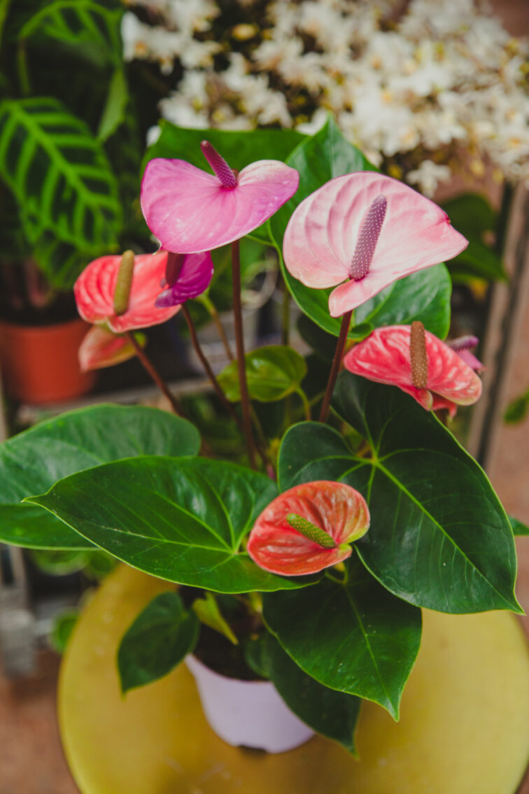 anthurium-andreanum-cavalli_14x50-1_1720188780.jpg Zdjęcie rosliny doniczkowej Anthurium andreanum Cavalli, ujęcie 1