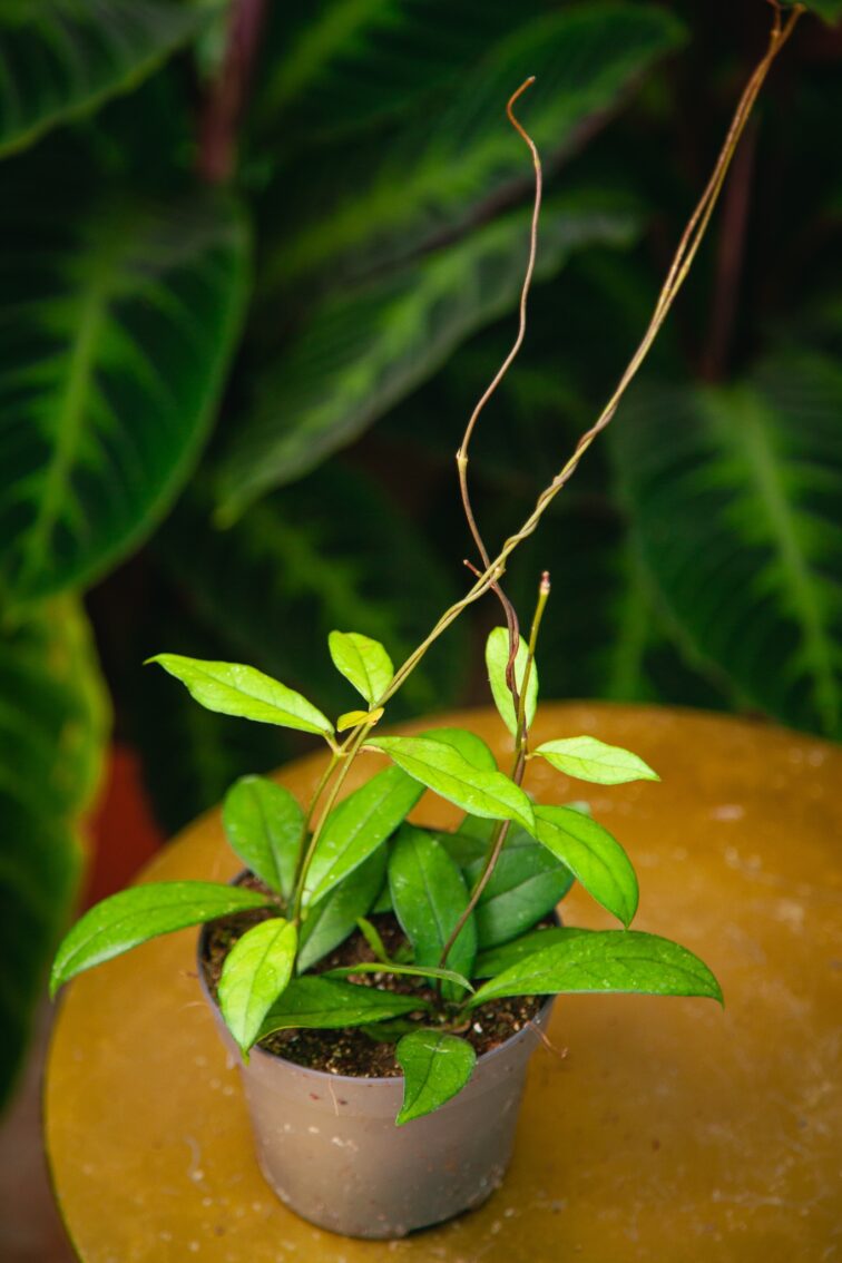 hoya-crassipetiolata_12x15-1_1721396972.jpg Zdjęcie rosliny doniczkowej Hoya 'Crassipetiolata', ujęcie 1