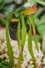 Zdjęcie rosliny doniczkowej Lepismium cruciforme Red Tip, ujęcie 3
