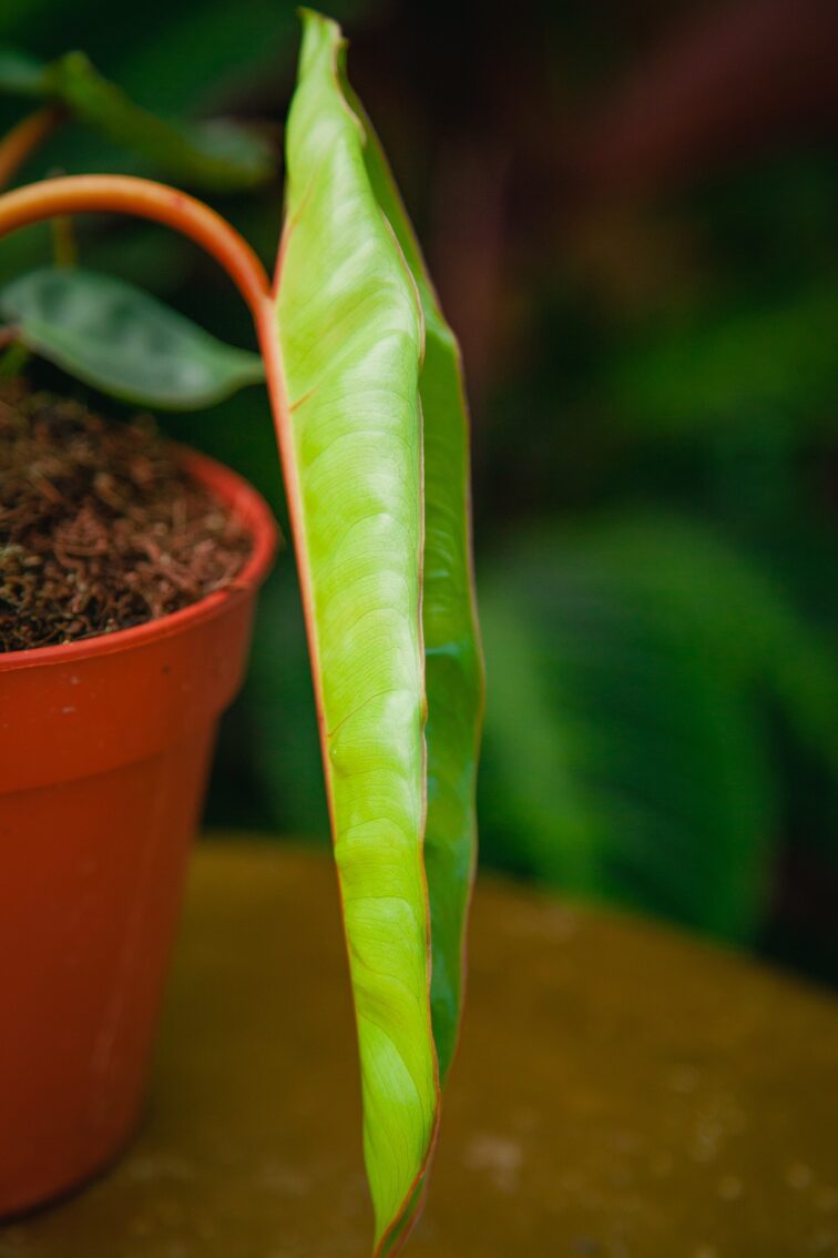 Zdjęcie rosliny doniczkowej Philodendron Billietiae, ujęcie 3