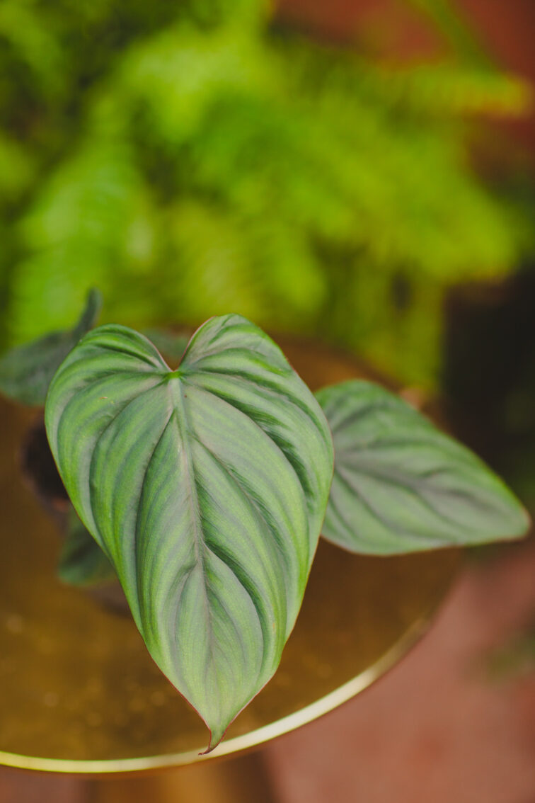 philodendron-colombia_12x40-1_1720792711.jpg Zdjęcie rosliny doniczkowej Philodendron Colombia, ujęcie 1