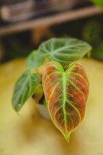 Zdjęcie rosliny doniczkowej Philodendron rubrijuvenile El Choco Red, ujęcie 2