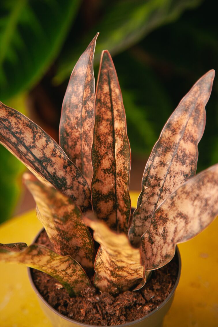 sansevieria-kirkii-coppertone_11x25-1_1721396178.jpg Zdjęcie rosliny doniczkowej Sansevieria kirkii Coppertone, ujęcie 1