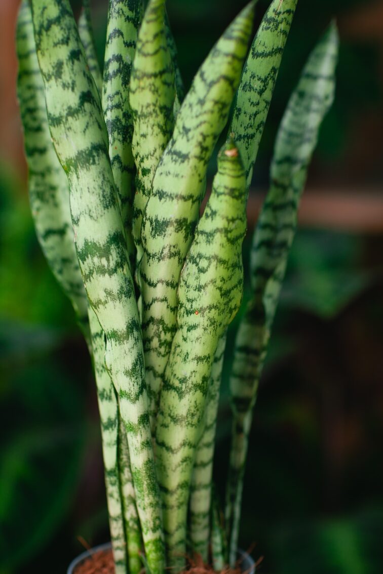 sansevieria-trif-spearmint_12x45-1_1721398054.jpg Zdjęcie rosliny doniczkowej Sansevieria trifaciata Spearmint, ujęcie 1