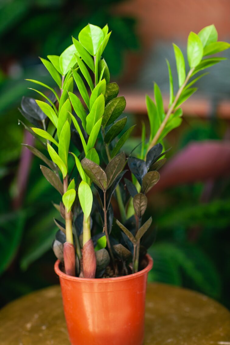 Zdjęcie rosliny doniczkowej Zamioculcas zamiifolia Raven, ujęcie 1