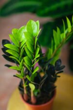 Zdjęcie rosliny doniczkowej Zamioculcas zamiifolia Raven, ujęcie 2