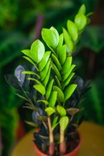 Zdjęcie rosliny doniczkowej Zamioculcas zamiifolia Raven, ujęcie 3