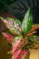 Zdjęcie rosliny doniczkowej Aglaonema Spotted, ujęcie 1