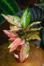 Zdjęcie rosliny doniczkowej Aglaonema Spotted, ujęcie 2