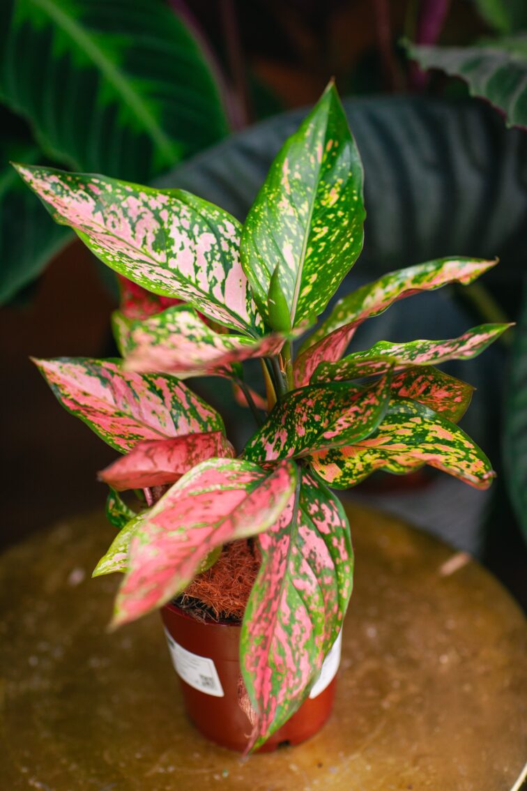 Zdjęcie rosliny doniczkowej Aglaonema Spotted, ujęcie 2