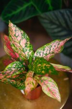 Zdjęcie rosliny doniczkowej Aglaonema Spotted, ujęcie 3