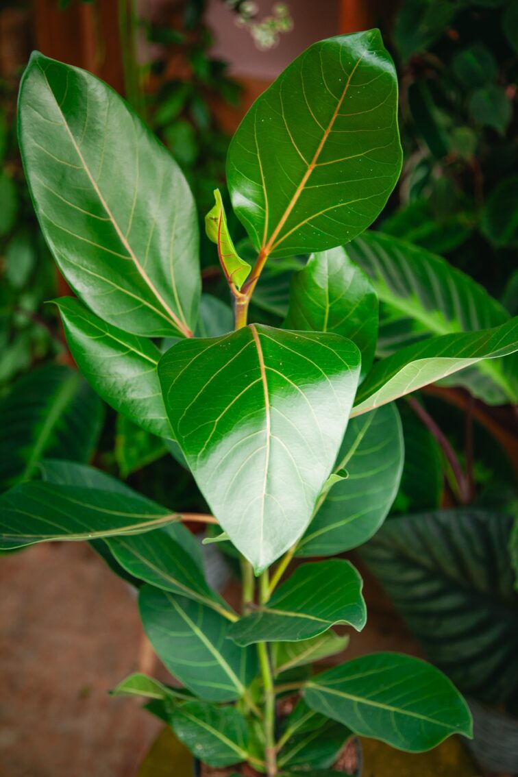 ficus-benghalensis-joy_17x65-1_1722626032.jpg Zdjęcie rosliny doniczkowej Ficus benghalensis Joy, ujęcie 1