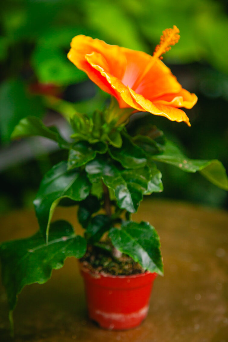 hibiscus-rosa-sinensis-petit-orange_6x10-1_1725023502.jpg Zdjęcie rosliny doniczkowej Hibiscus rosa-sinensis Petit Orange, ujęcie 1