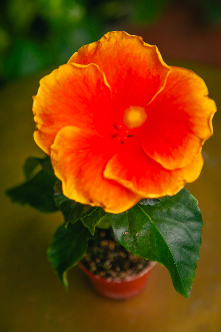 Zdjęcie rosliny doniczkowej Hibiscus rosa-sinensis Petit Orange, ujęcie 2