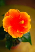Zdjęcie rosliny doniczkowej Hibiscus rosa-sinensis Petit Orange, ujęcie 3