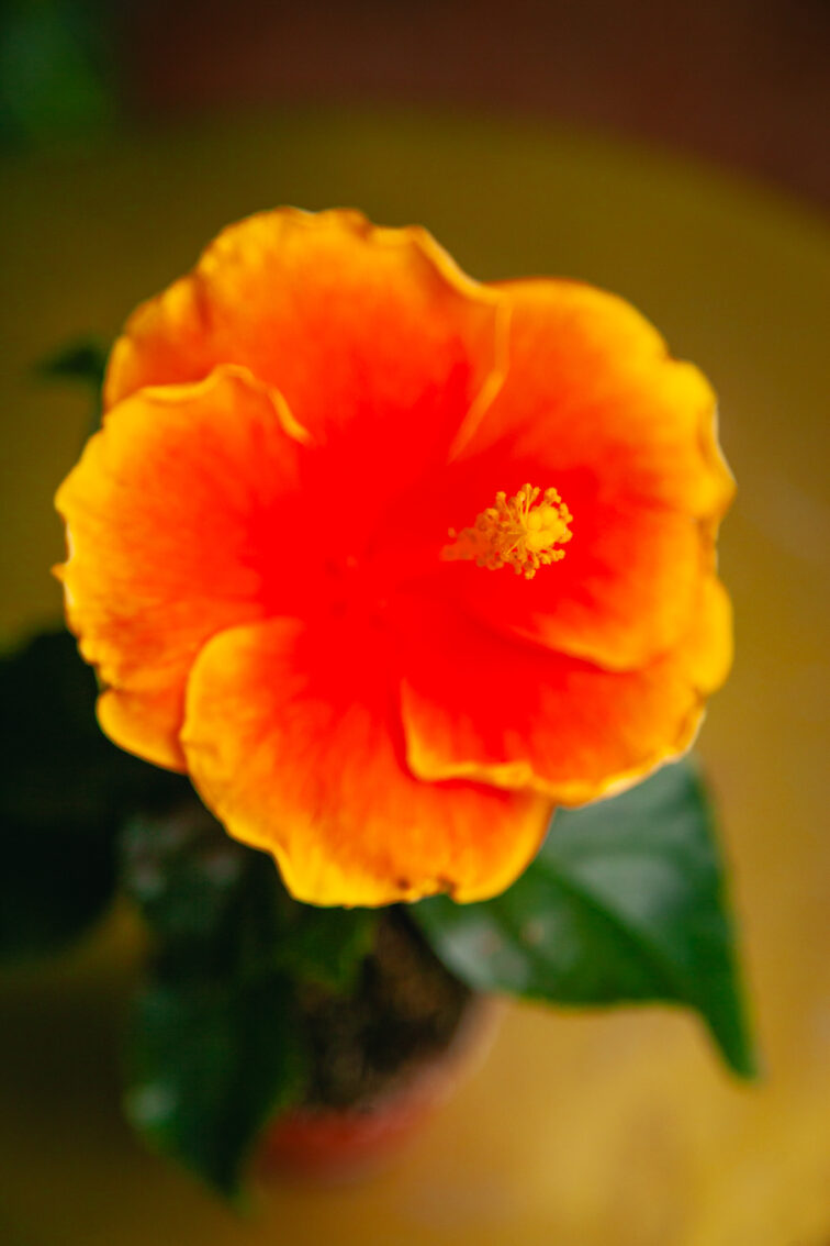 Zdjęcie rosliny doniczkowej Hibiscus rosa-sinensis Petit Orange, ujęcie 3