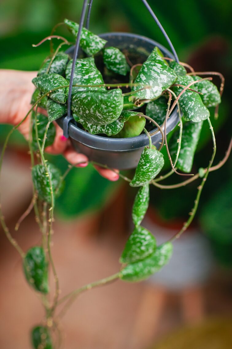 hoya-imbricata_15x40-1_1722628075.jpg Zdjęcie rosliny doniczkowej Hoya Imbricata, ujęcie 1