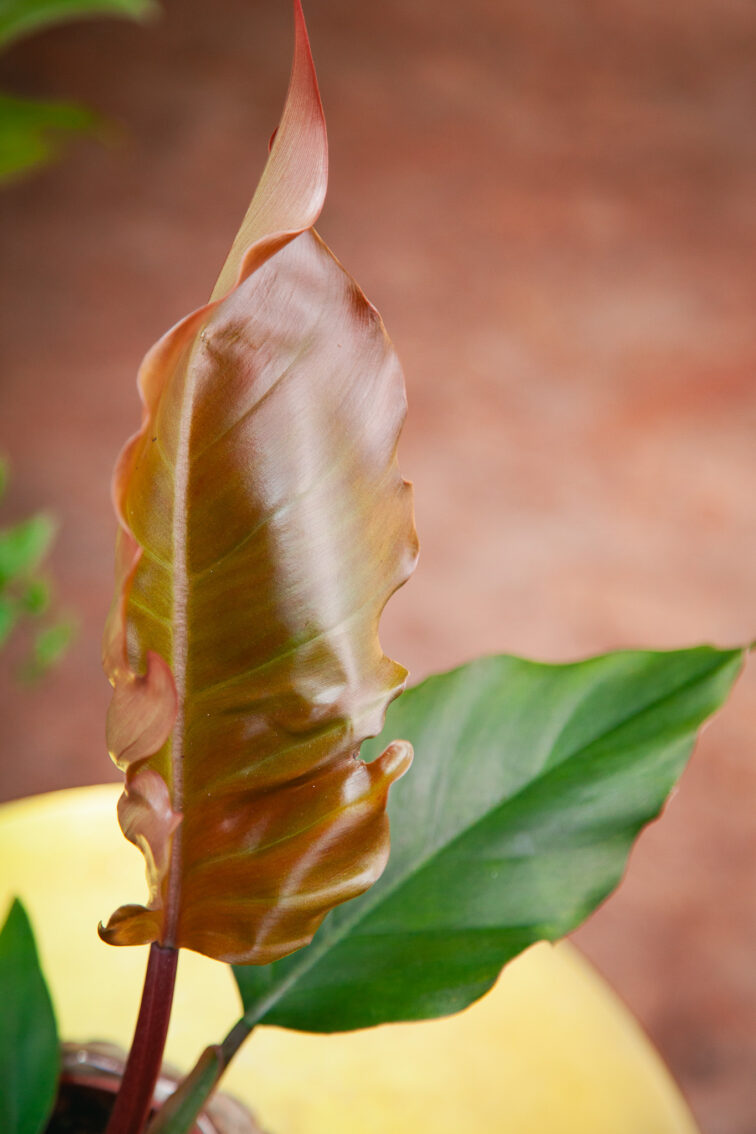 philodendron-caramel-pluto_12x35-1_1723279917.jpg Zdjęcie rosliny doniczkowej Philodendron Caramel Pluto, ujęcie 1