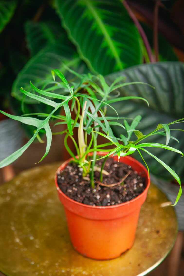 philodendron-polypodioides_17x35-1_1722626183.jpg Zdjęcie rosliny doniczkowej Philodendron polypodioides, ujęcie 1