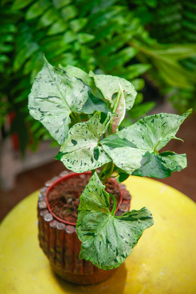 syngonium-green-splash_12x25-1_1723280016.jpg Zdjęcie rosliny doniczkowej Syngonium Green Splash, ujęcie 1