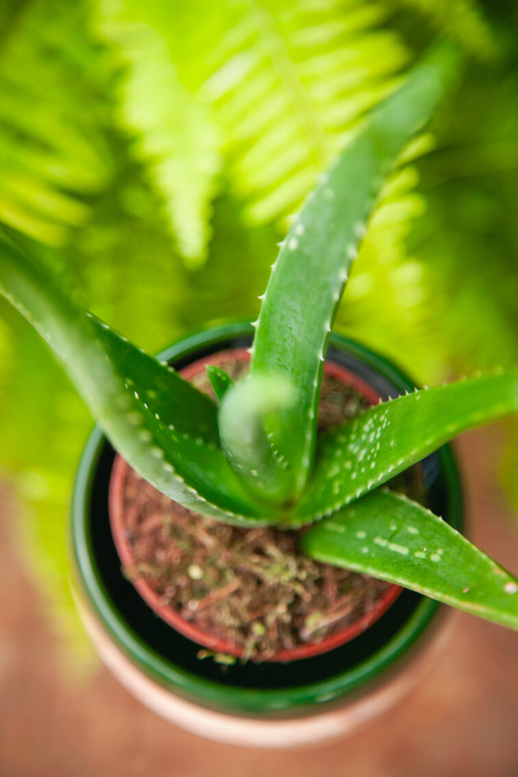 Zdjęcie rosliny doniczkowej Aloe Vera (Aloes), ujęcie 3