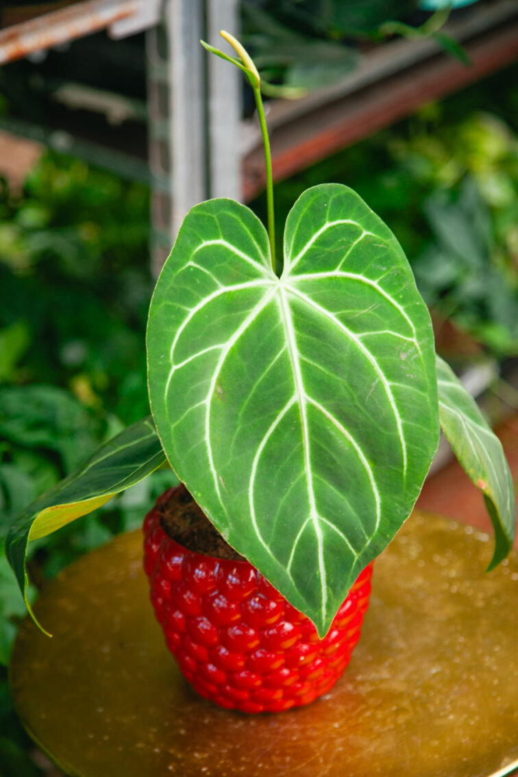 anthurium-magnificum_12x25-1_1726832068.jpg Zdjęcie rosliny doniczkowej Anthurium Magnificum, ujęcie 1