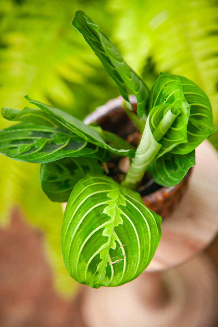 maranta-lemon-lime_6x14-1_1725621787.jpg Zdjęcie rosliny doniczkowej Maranta Lemon Lime, ujęcie 1