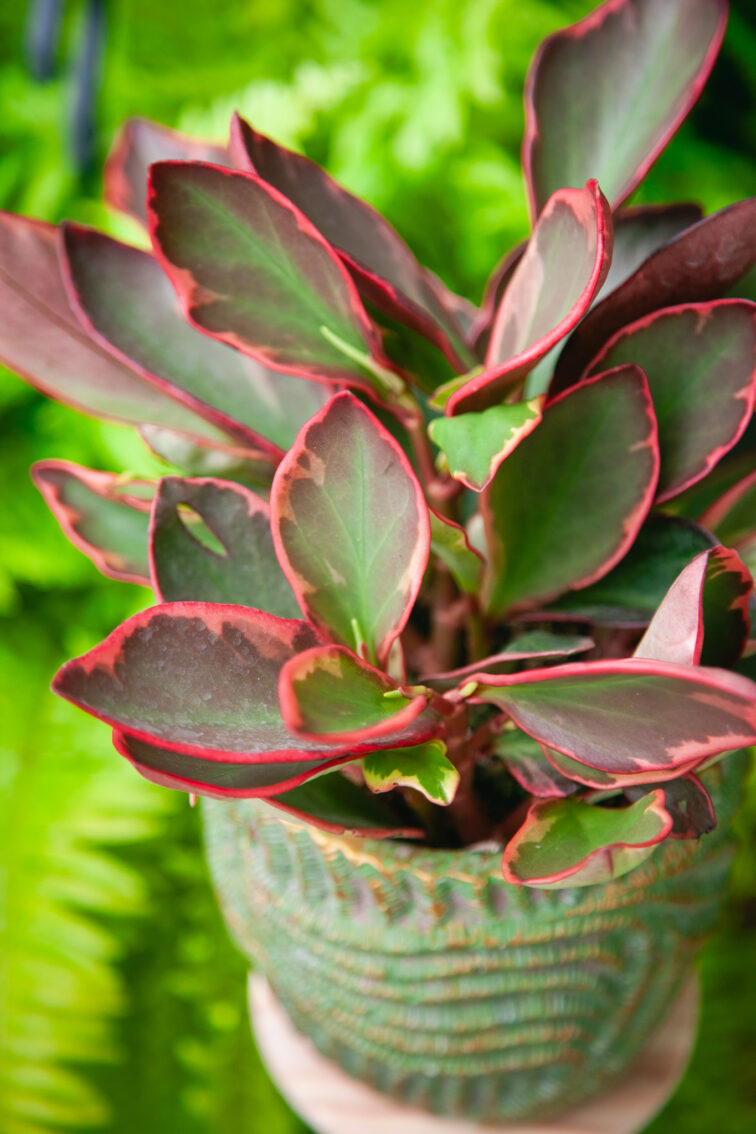 peperomia-clusiifolia-jelly_12x20-1_1725620949.jpg Zdjęcie rosliny doniczkowej Peperomia clusiifolia 'Jelly', ujęcie 1