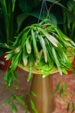 Zdjęcie rosliny doniczkowej Pseudorhipsalis ramulosa Red Coral (rhipsalis), ujęcie 1