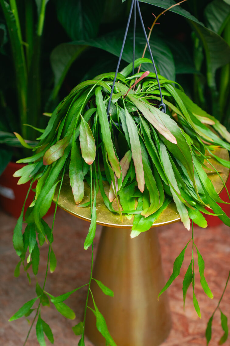 Zdjęcie rosliny doniczkowej Pseudorhipsalis ramulosa Red Coral (rhipsalis), ujęcie 1