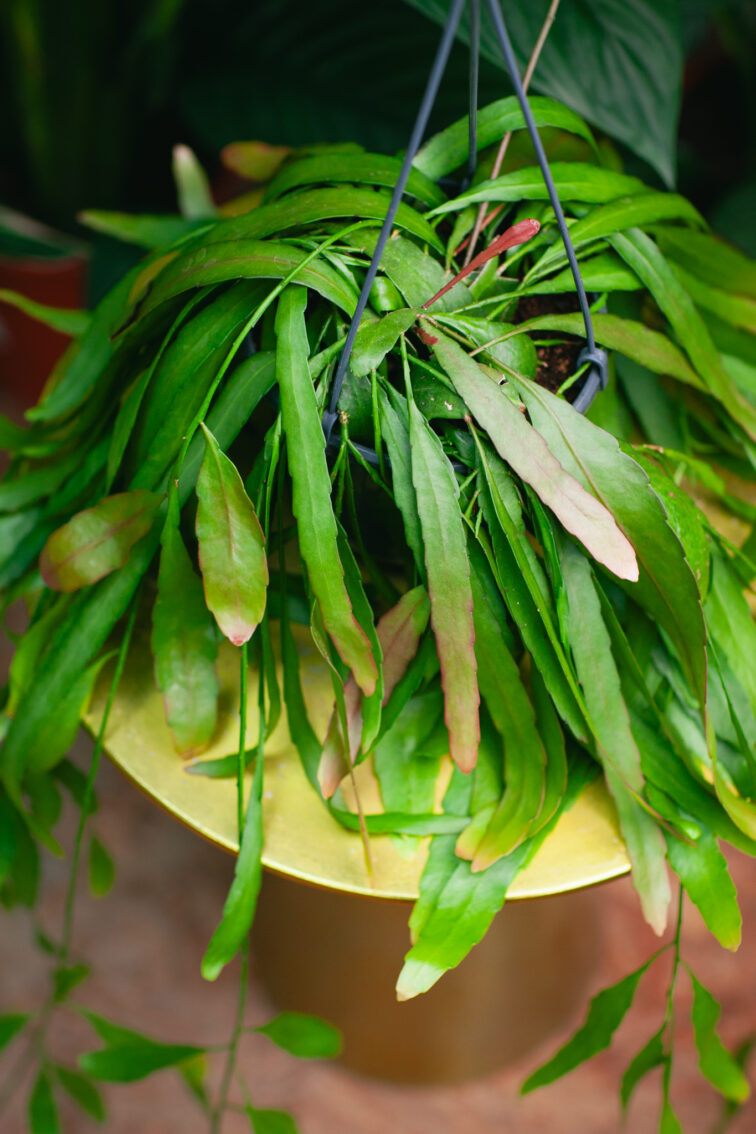 Zdjęcie rosliny doniczkowej Pseudorhipsalis ramulosa Red Coral (rhipsalis), ujęcie 2