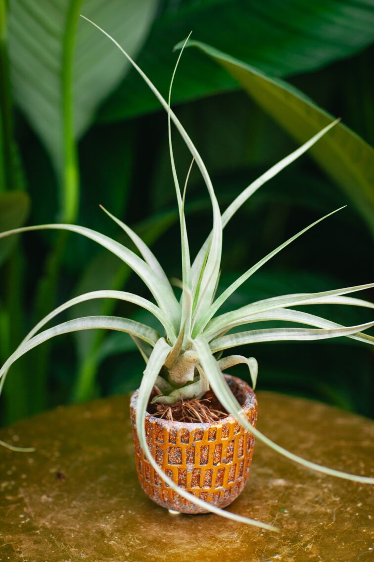 tillandsia-clario_2x25-1_1727511874.jpg Zdjęcie rosliny doniczkowej Tillandsia Clario, ujęcie 1