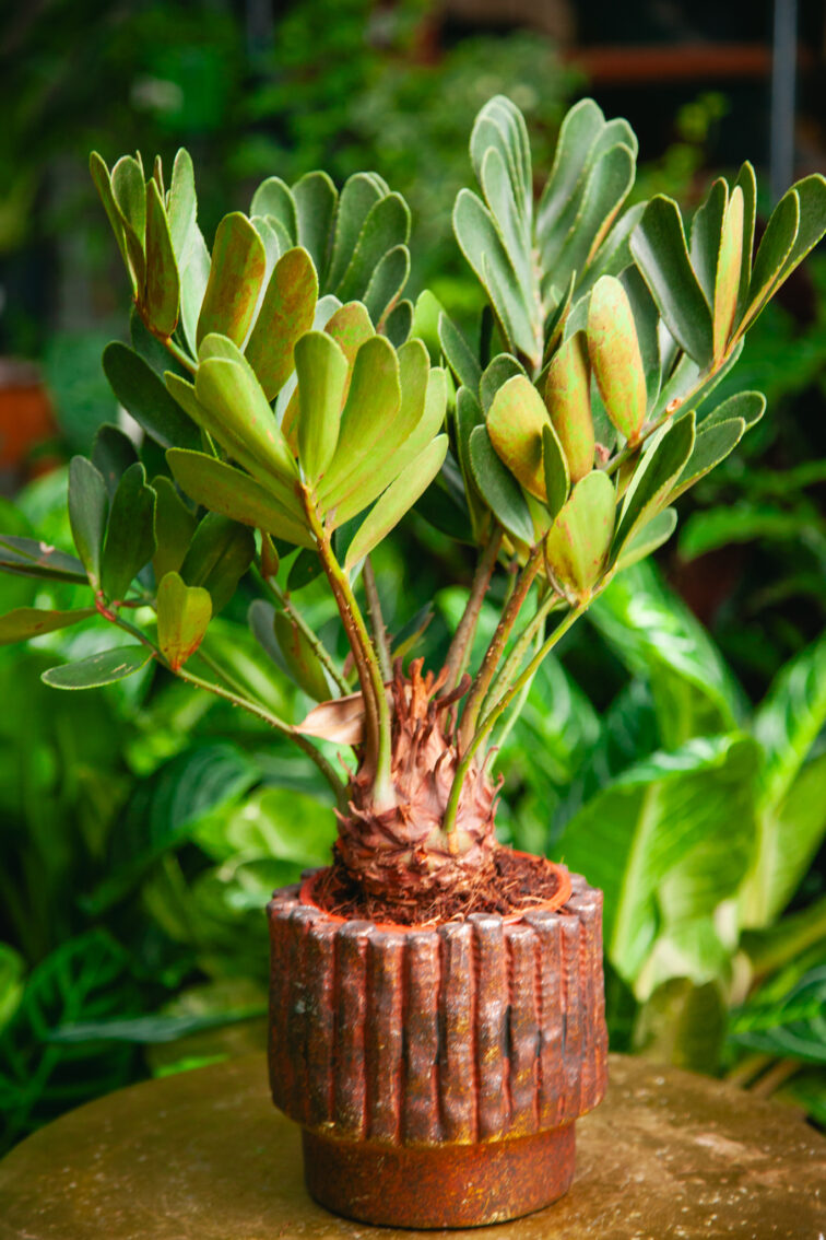 zamia-furfuracea_12x30-1_1726227021.jpg Zdjęcie rosliny doniczkowej zamia-furfuracea (Sagowiec jamajski), ujęcie 1